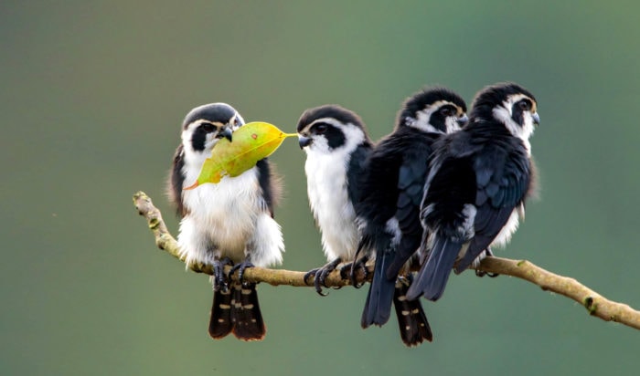 We need to talk about tiny falconets