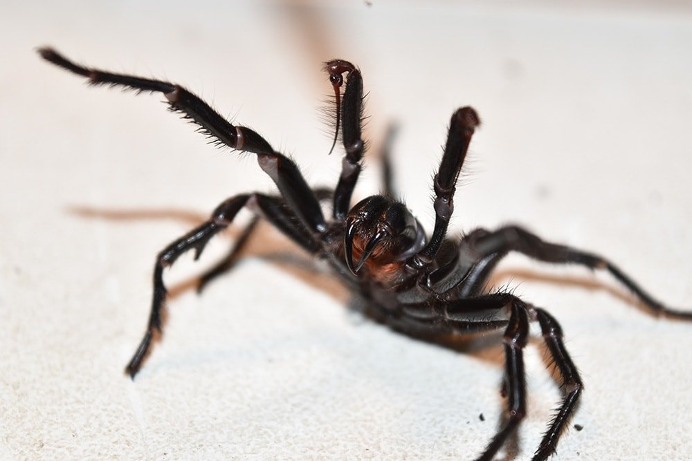 do funnel web spiders travel in pairs