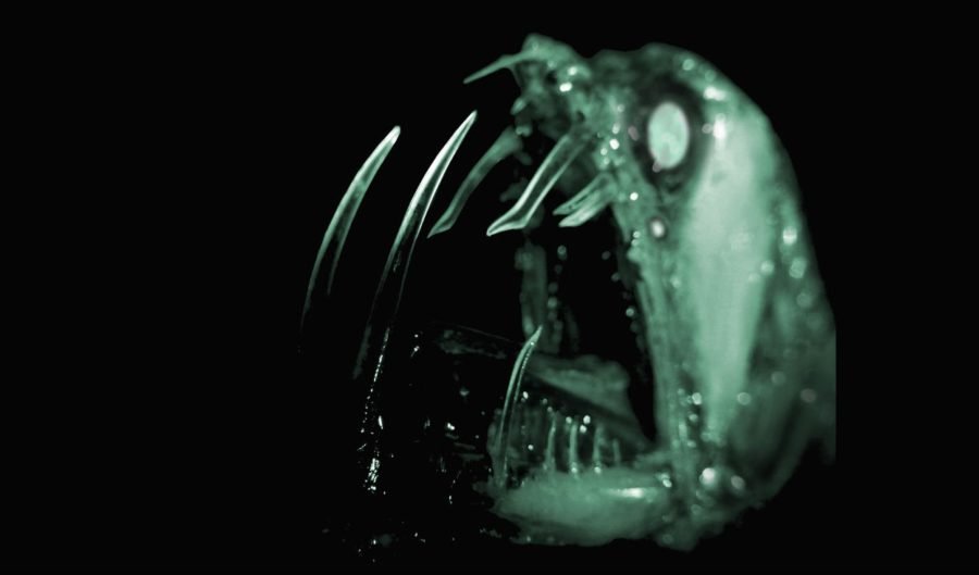The glass-fanged viperfish is nightmare material