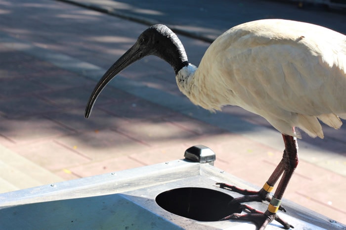 ibis