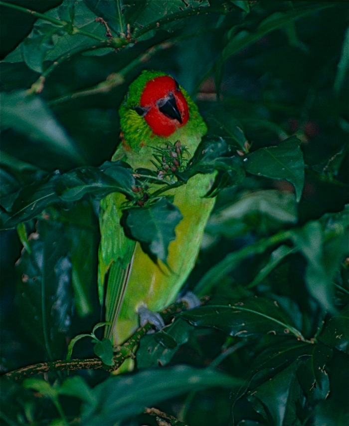 little lorikeet