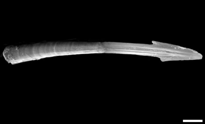 love-dart-700x423.jpg