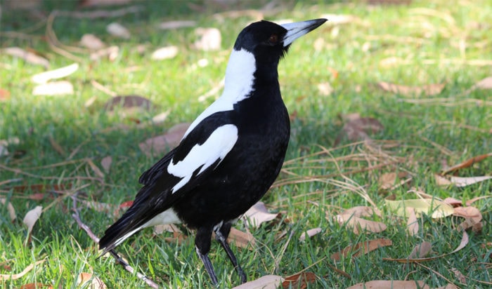 magpie