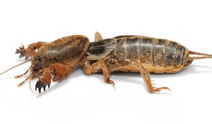 mole cricket