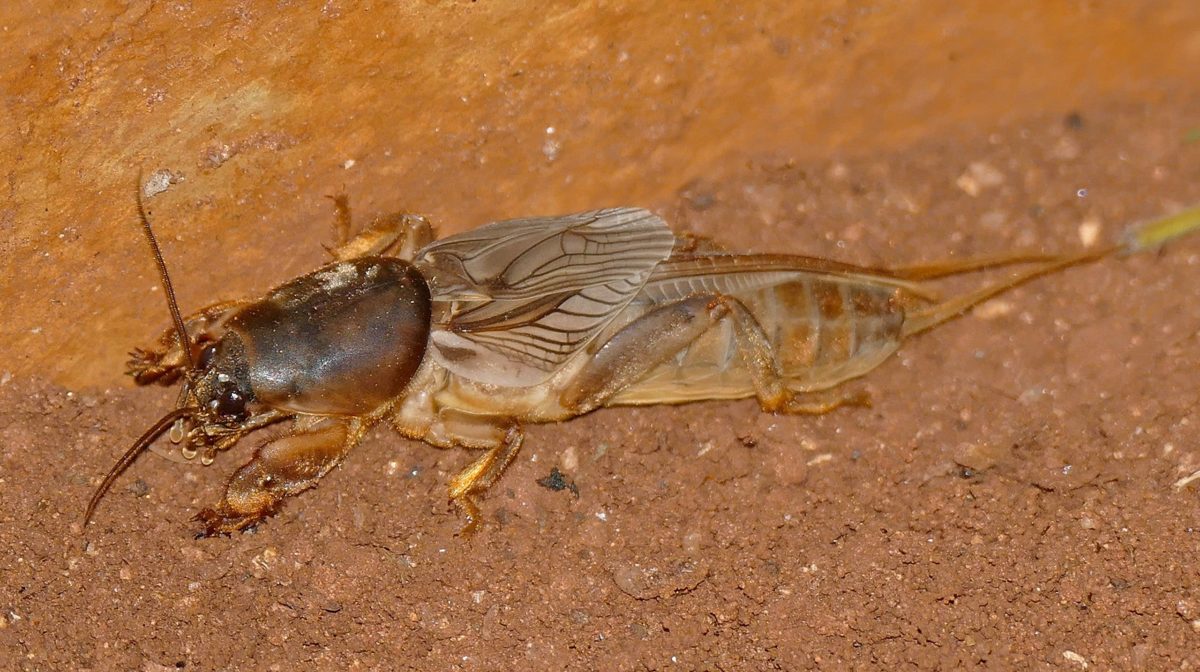 Meet the mole cricket the platypus of the insect world