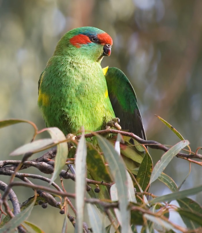 musk lorikeet