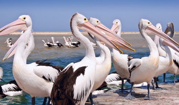 pelicans