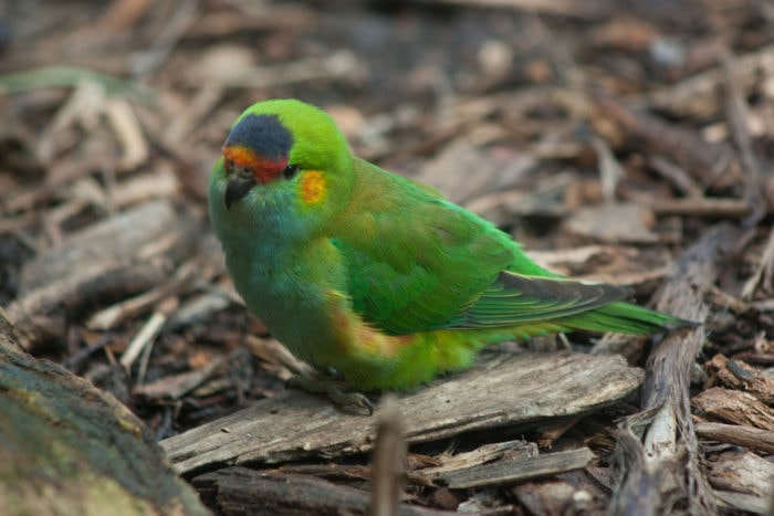 purple crowned lorikeet