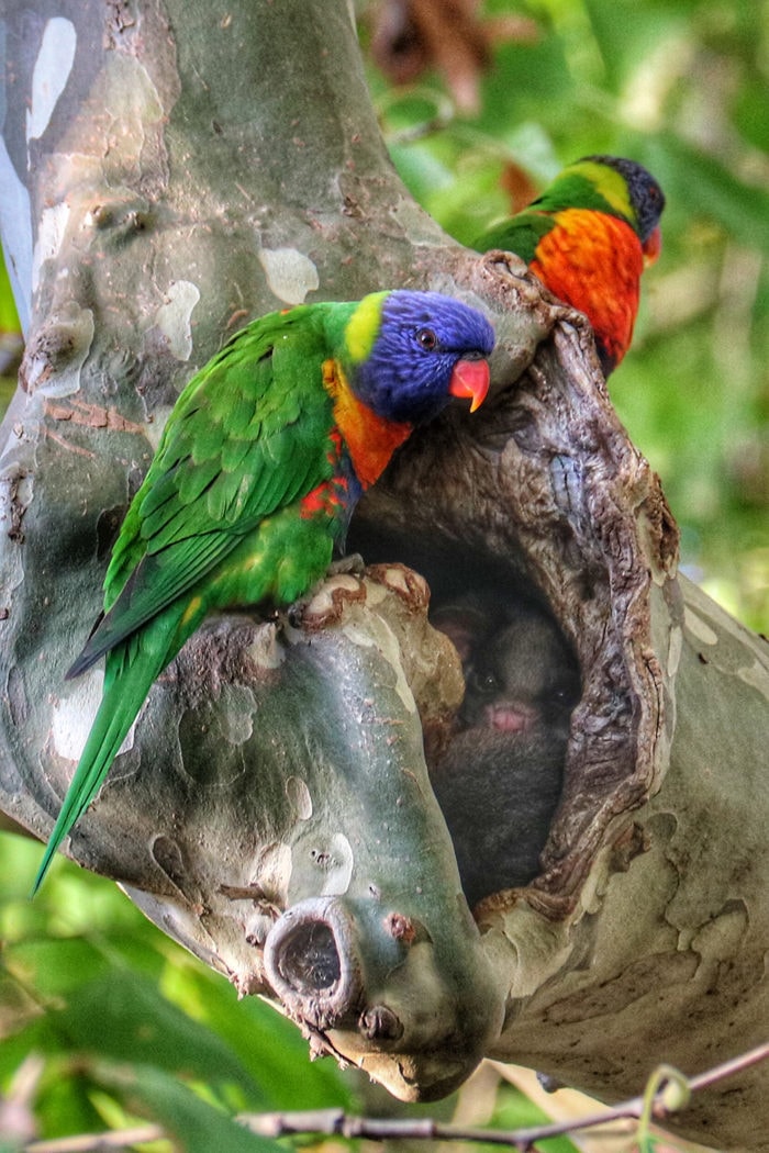 rainbow lorikeet