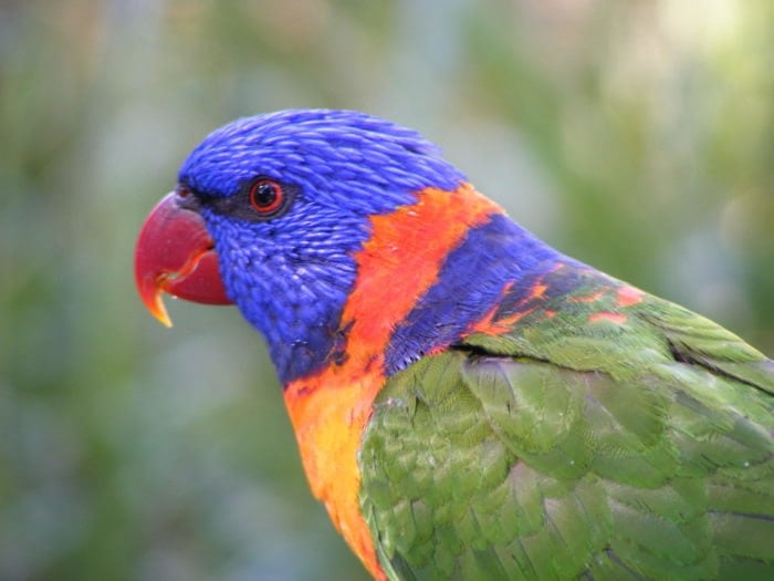 red-collared lorikeet