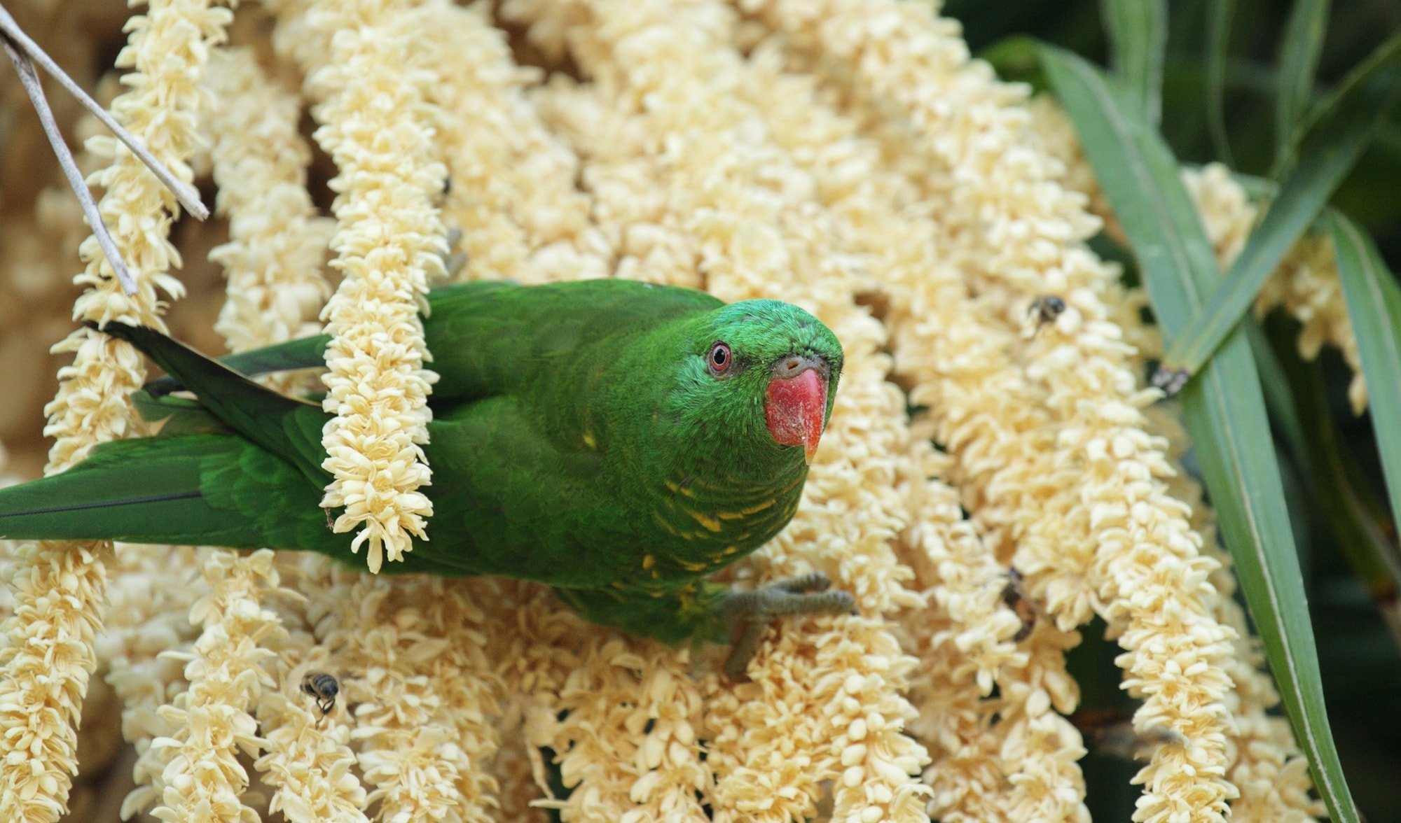 Beek lorikeet clearance