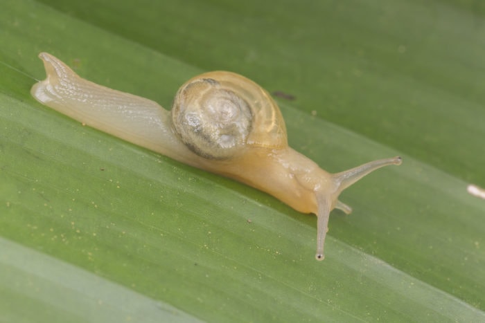 semi slug