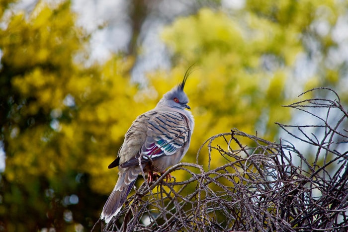 topknot pigeon