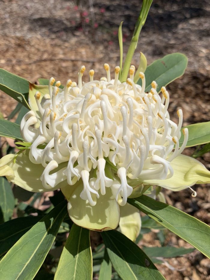 white waratah