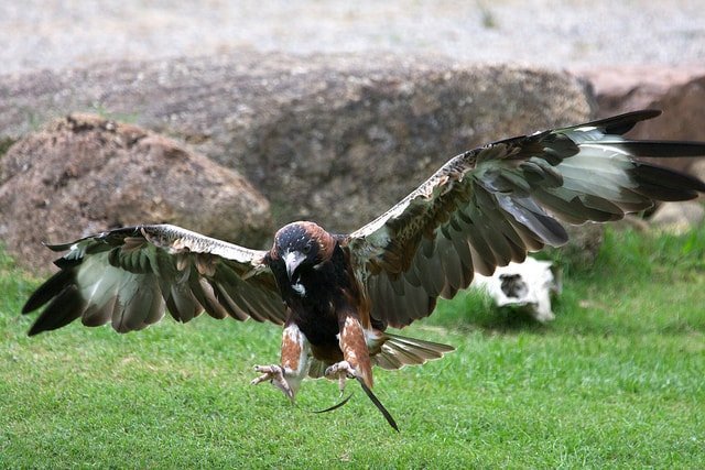 black breasted buzzard