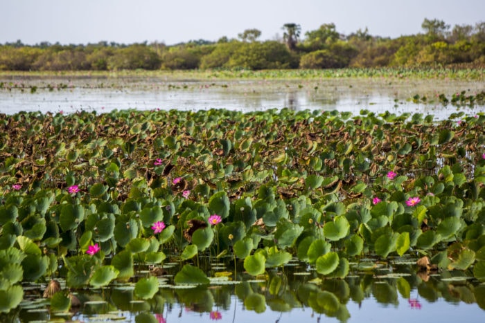 Mamukala Wetlands , Kakadu NP.