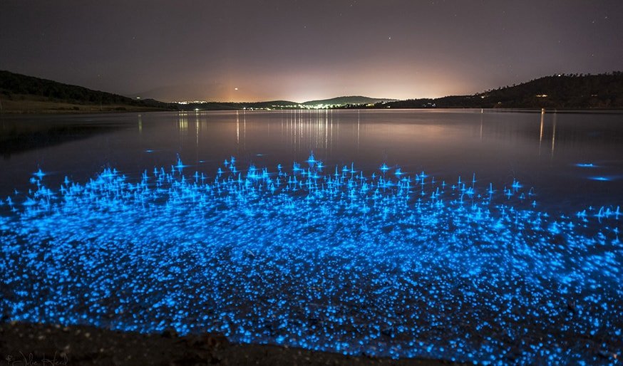 A story about the bioluminescent sea creature, Noctiluca.