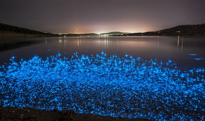 Bioluminescence: shining light