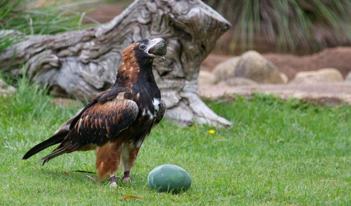 largest raptor bird largest raptor bird
