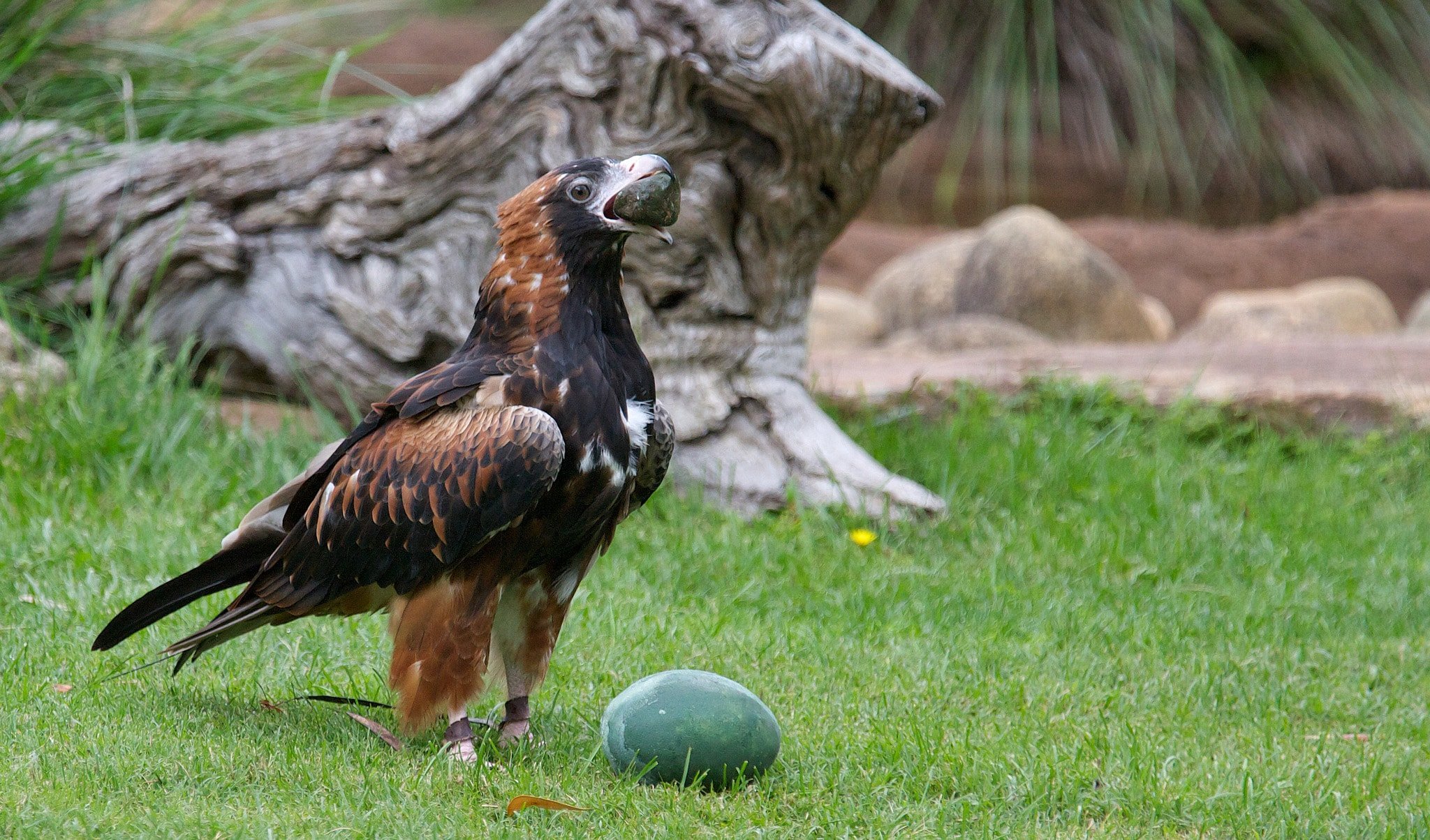 black-breasted buzzard
