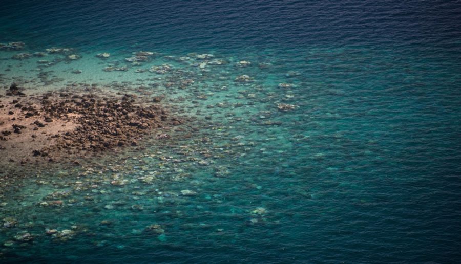 bleaching on the Great barrier Reef