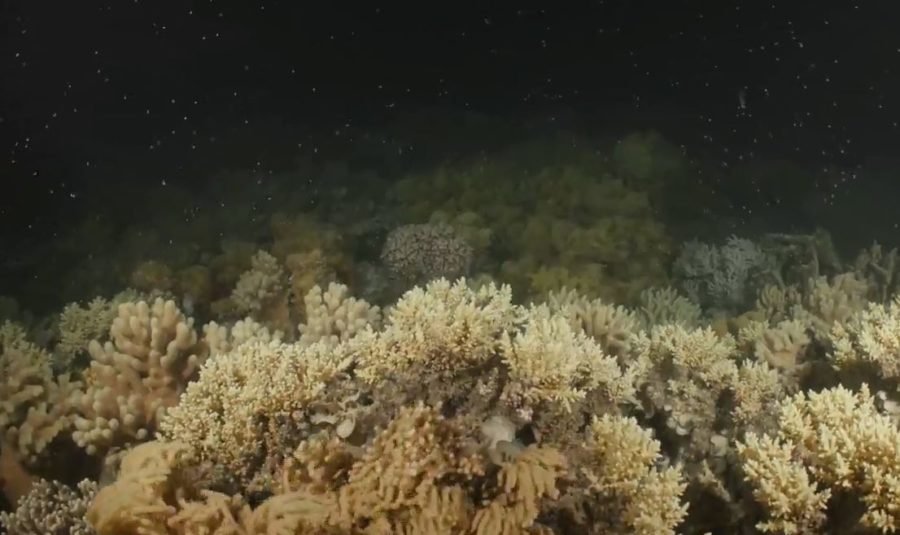 coral spawning 2018