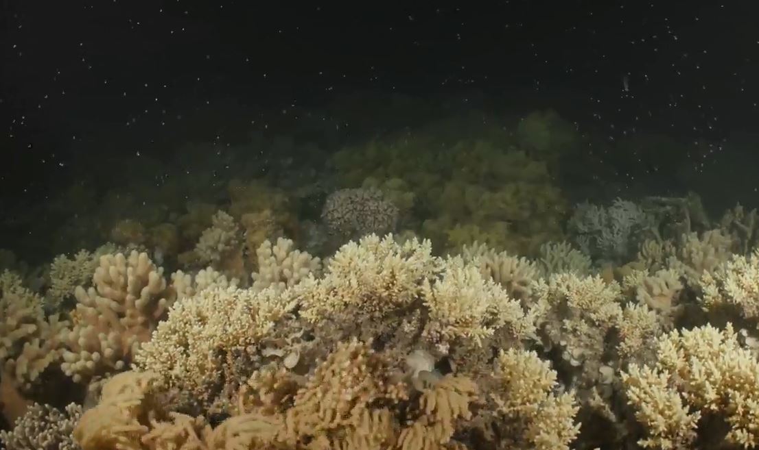 coral spawning 2018
