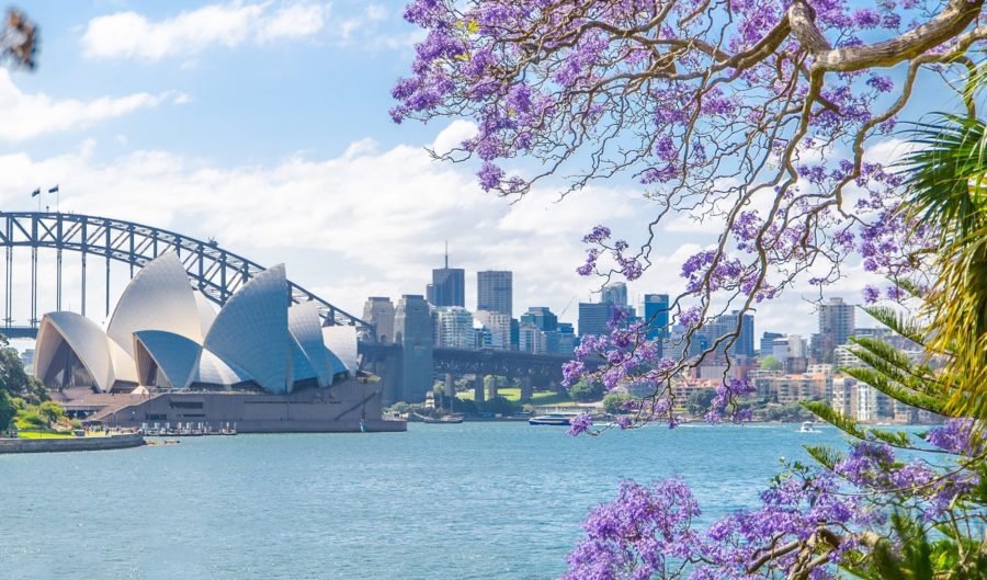 Jacarandá Puerto de Sídney