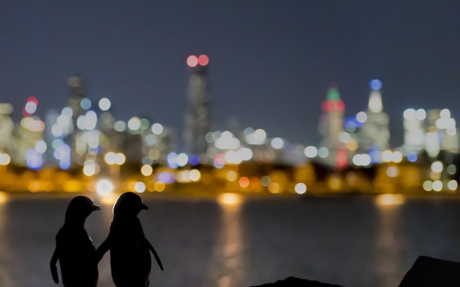 little penguins