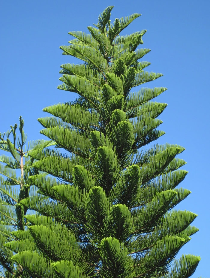 6 Aussie Christmas Trees That Are Better Than The Traditional Pine