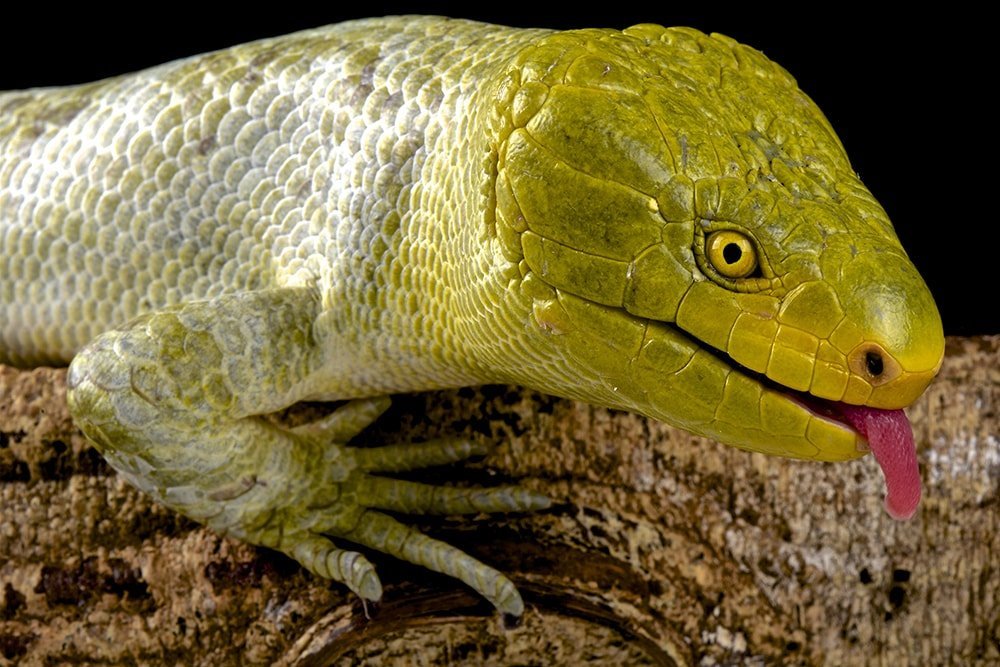 The Solomon Islands Skink Is An Absolute Unit,Types Of Ducks To Hunt