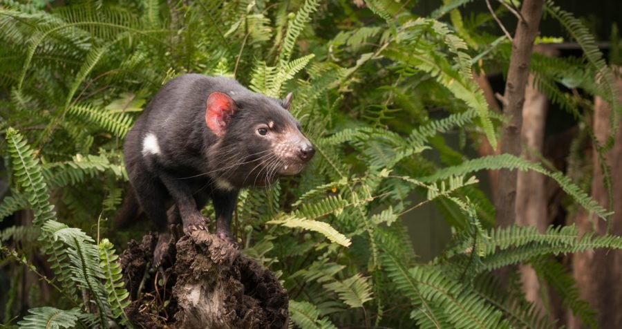 tasmanian devil