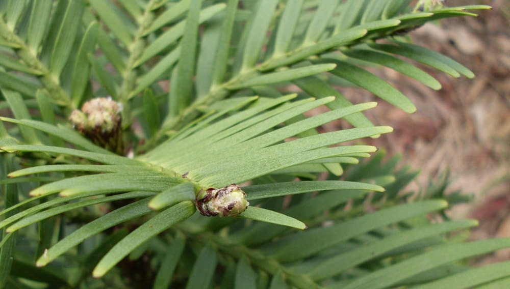 6 Aussie Christmas Trees That Are Better Than The Traditional Pine