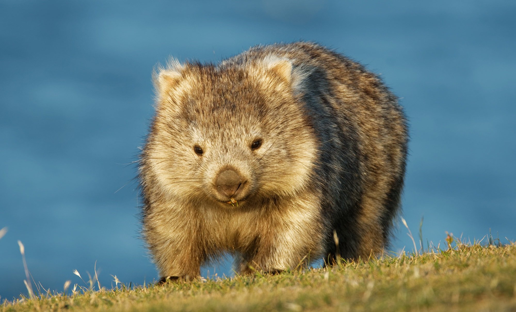 australian wombats