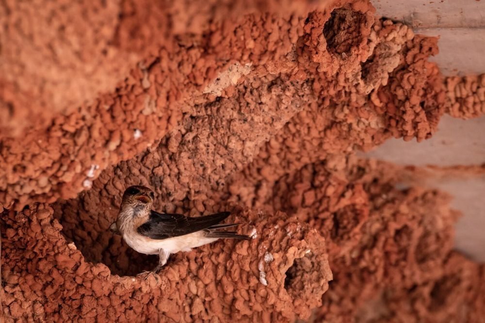 The clever bats that nest in the Great Sandy Desert