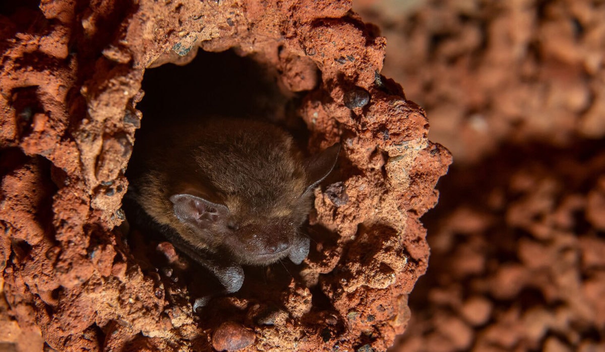 The clever bats that nest in the Great Sandy Desert