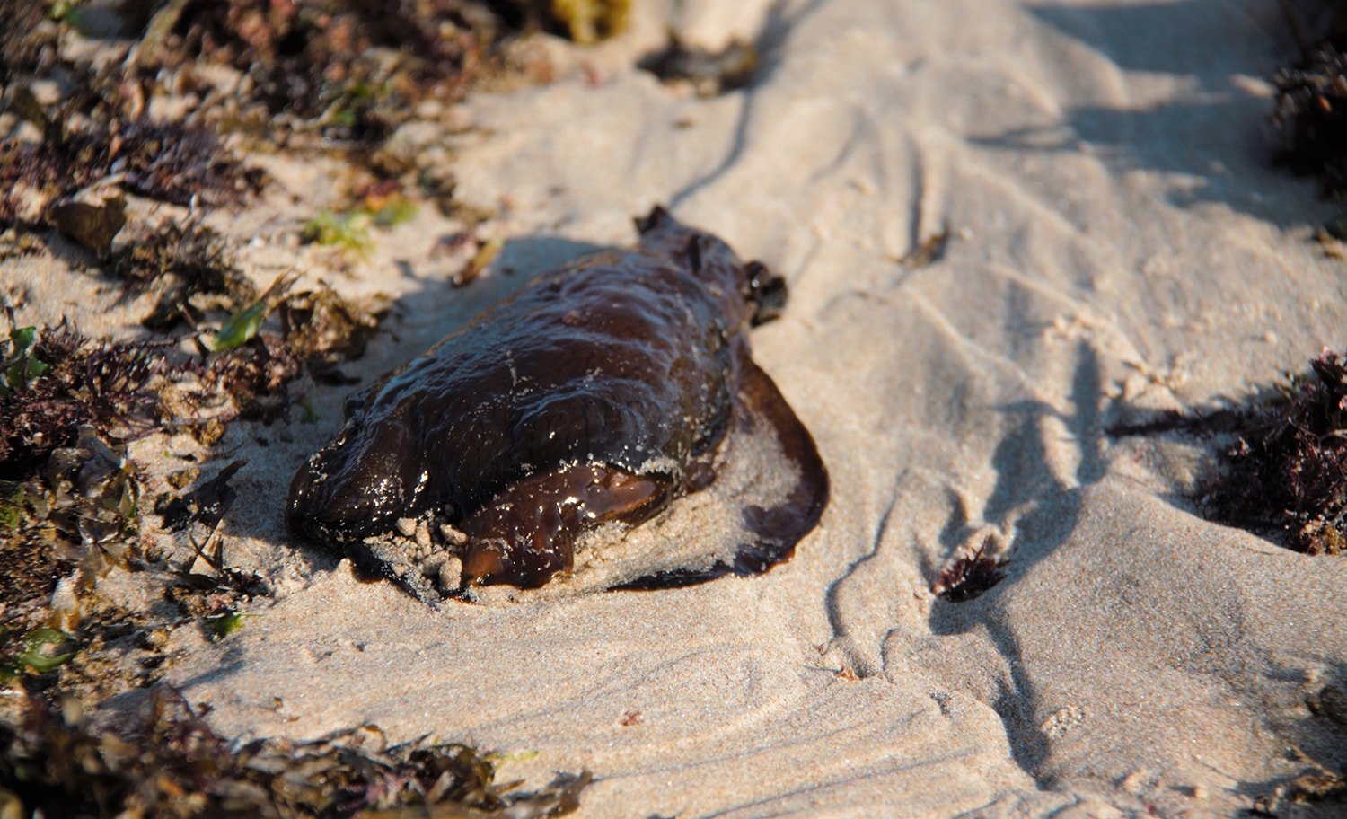 https://www.australiangeographic.com.au/wp-content/uploads/2019/01/Barries-Bay-NSW-sea-hare-Jan-2019-1.jpg