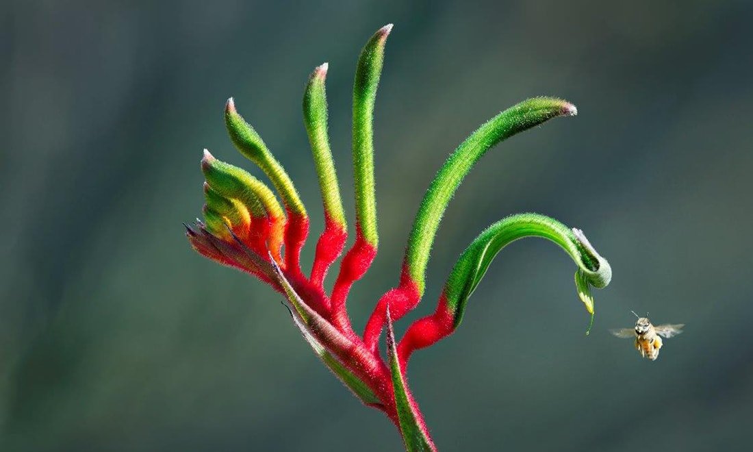 Moden utilfredsstillende dokumentarfilm They're very unusual, even for a WA plant': our glorious kangaroo paws