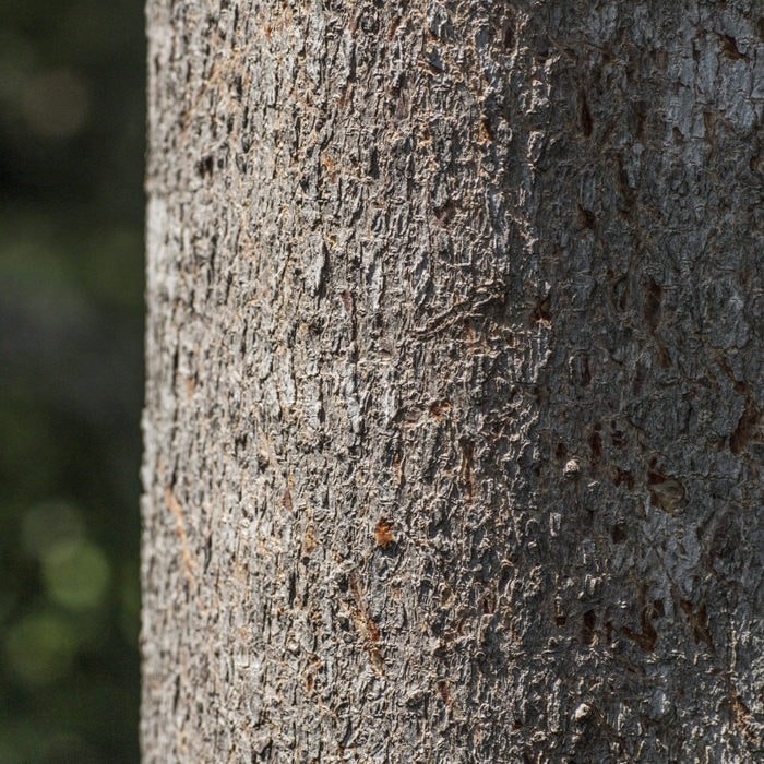 Australian native frangipani
