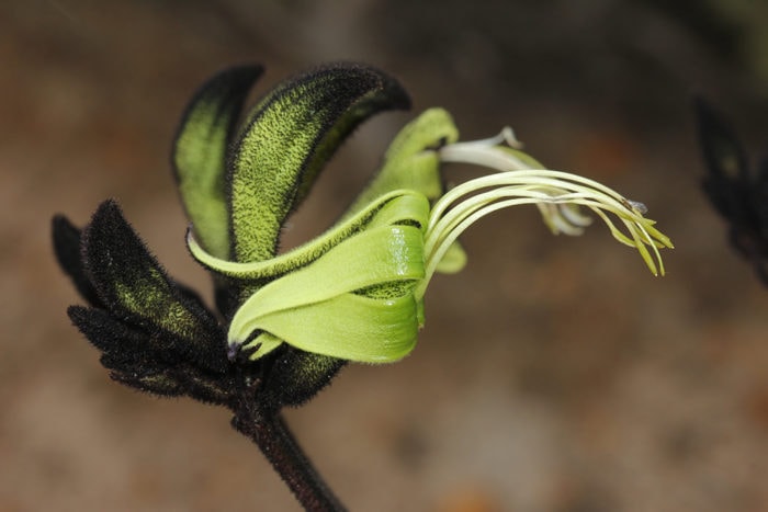 black kangaroo paw