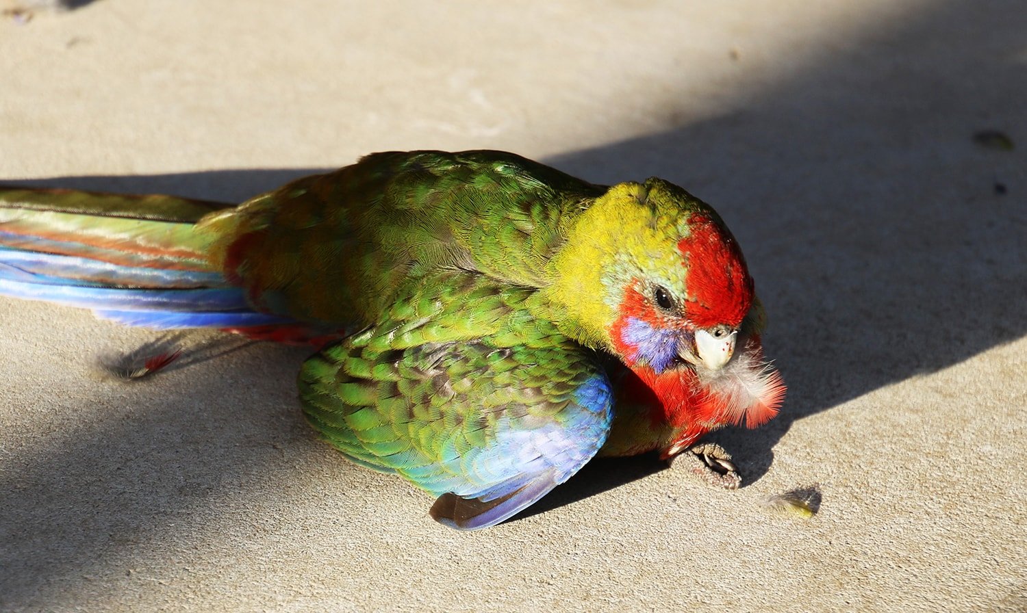 bird window collisions