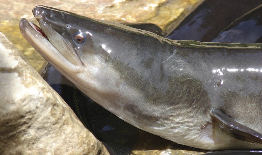 centennial park eel
