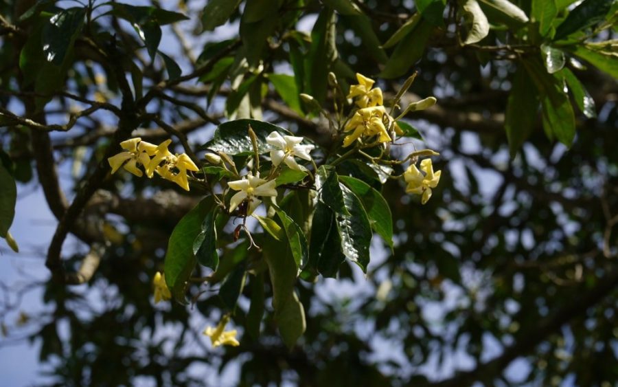 native australian frangipani
