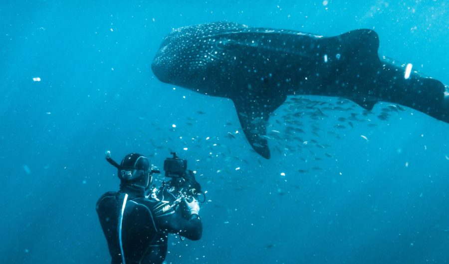 Bioluminescent beauties: Australian creatures that glow