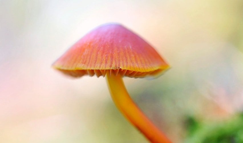 Mushroom Conservation
