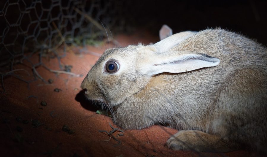 rabbit