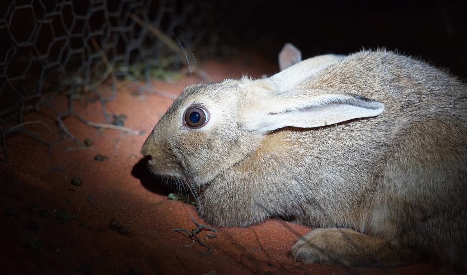 rabbit