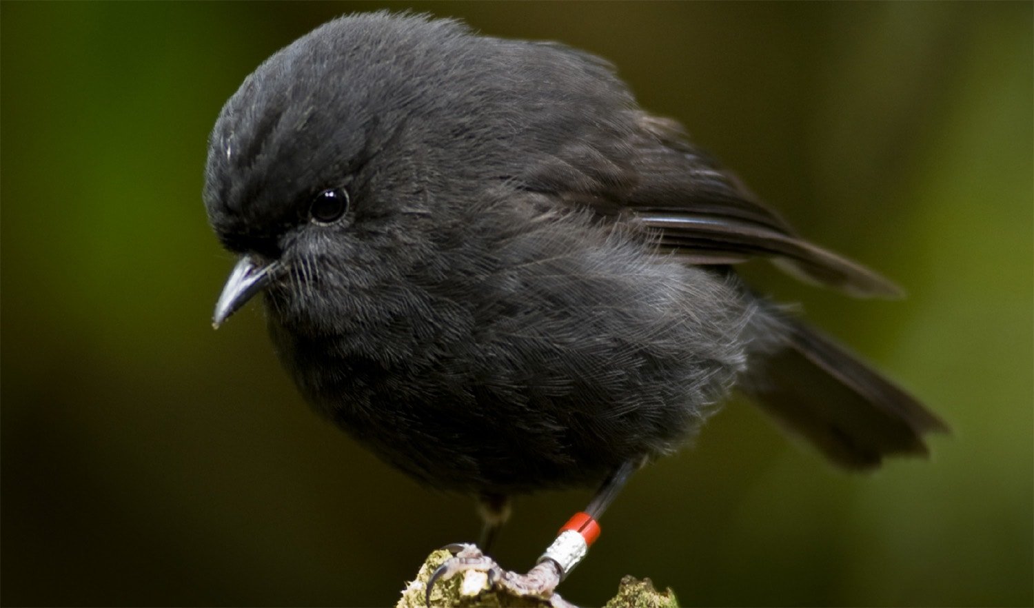 Bird