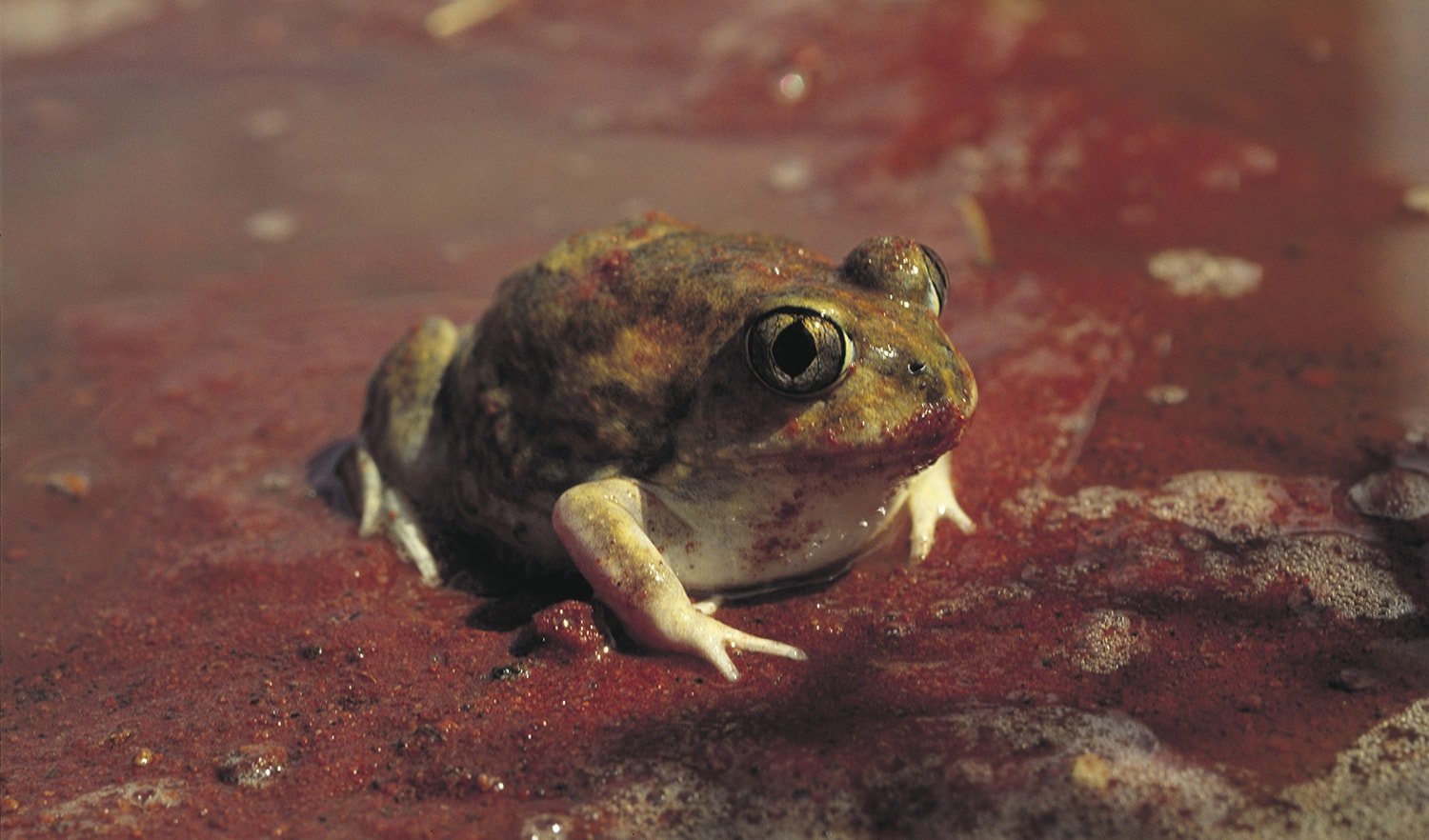 desert burrowing frog on watery red soil