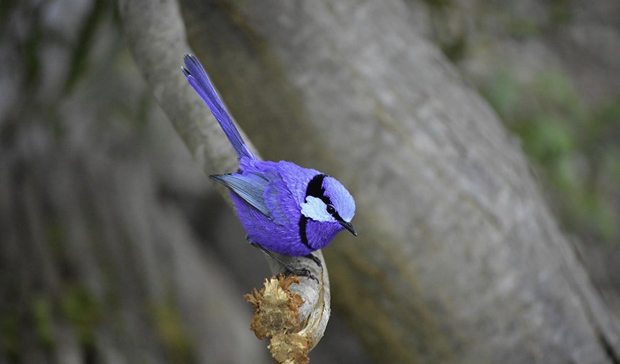 A to Australia's fairy-wrens